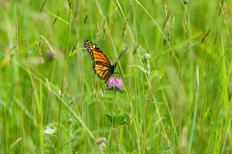 Grounds for Change: Five Evidence-Based Biodiversity Strategies Universities Can Implement Now