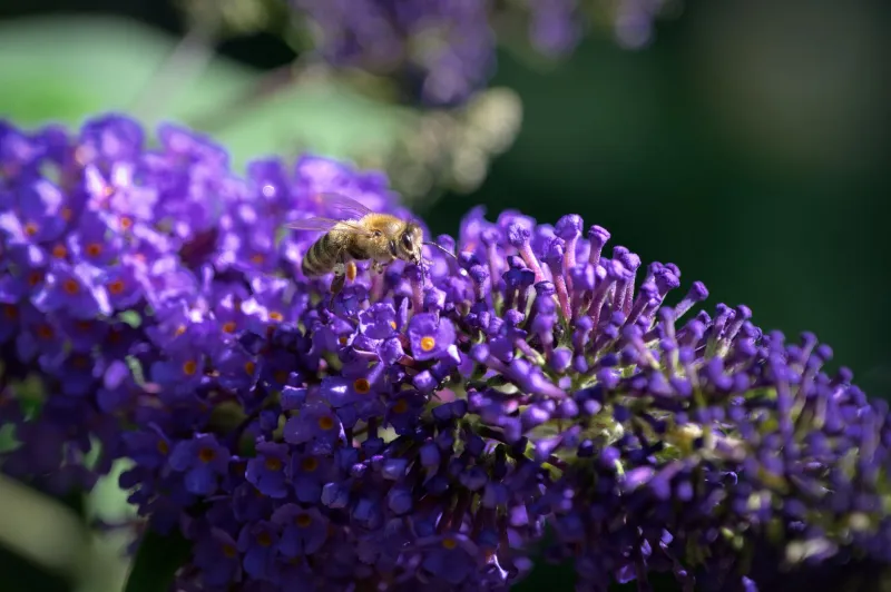 Rebuilding Pollinator Corridors: Five Research-Backed Strategies for Urban and Suburban Landscapes
